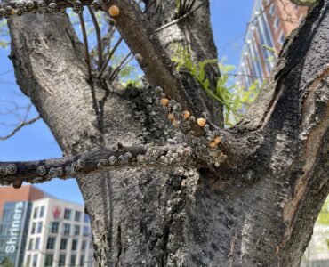 Calico scales on honey locust