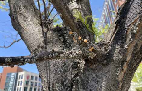 Calico scales on honey locust