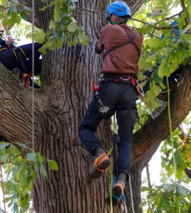 Several people wearing climbing helmets and safety harnesses are positioned among the large branches of a mature tree during an arboriculture training activity. Ropes and climbing equipment are attached throughout the canopy as participants climb and sit.