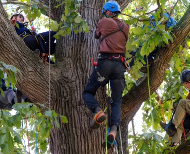 Several people wearing climbing helmets and safety harnesses are positioned among the large branches of a mature tree during an arboriculture training activity. Ropes and climbing equipment are attached throughout the canopy as participants climb and sit.