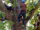 Several people wearing climbing helmets and safety harnesses are positioned among the large branches of a mature tree during an arboriculture training activity. Ropes and climbing equipment are attached throughout the canopy as participants climb and sit.