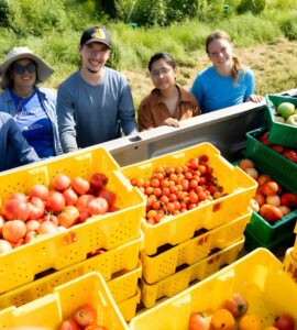 Five people stand beside the open bed of a pickup truck in a grassy field, posing behind stacks of yellow and green harvest crates filled with tomatoes. The crates contain a variety of tomato sizes and colors, including large red and pink tomatoes