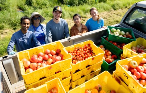Five people stand beside the open bed of a pickup truck in a grassy field, posing behind stacks of yellow and green harvest crates filled with tomatoes. The crates contain a variety of tomato sizes and colors, including large red and pink tomatoes