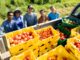 Five people stand beside the open bed of a pickup truck in a grassy field, posing behind stacks of yellow and green harvest crates filled with tomatoes. The crates contain a variety of tomato sizes and colors, including large red and pink tomatoes