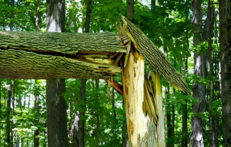 Close-up of a tree in a forest that has snapped and split apart, exposing jagged, light-colored wood beneath the bark. A large fallen section of the trunk rests across the broken stump, while surrounding trees and dense green foliage fill the background.