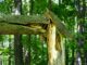 Close-up of a tree in a forest that has snapped and split apart, exposing jagged, light-colored wood beneath the bark. A large fallen section of the trunk rests across the broken stump, while surrounding trees and dense green foliage fill the background.